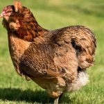 Mengenal Ternak Ayam Araucana dari Chili