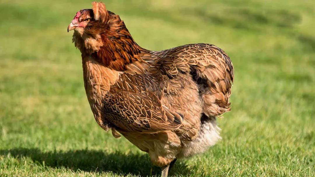 Mengenal Ternak Ayam Araucana dari Chili