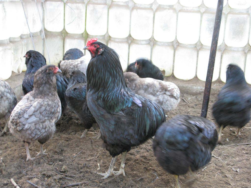 Mengenal Ternak Ayam Araucana dari Chili