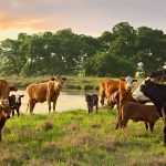 Rapid Growth of Livestock Products in Latin America and Their Challenges