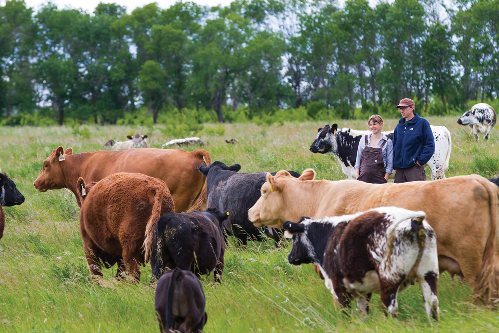 Rapid Growth of Livestock Products in Latin America and Their Challenges