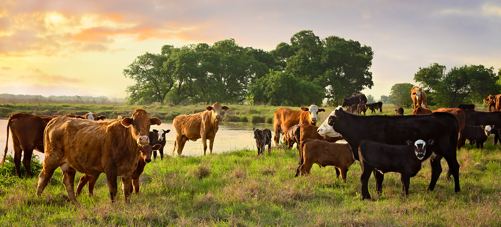 Rapid Growth of Livestock Products in Latin America and Their Challenges