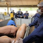 Significant Growth of Livestock Productions in Latin America