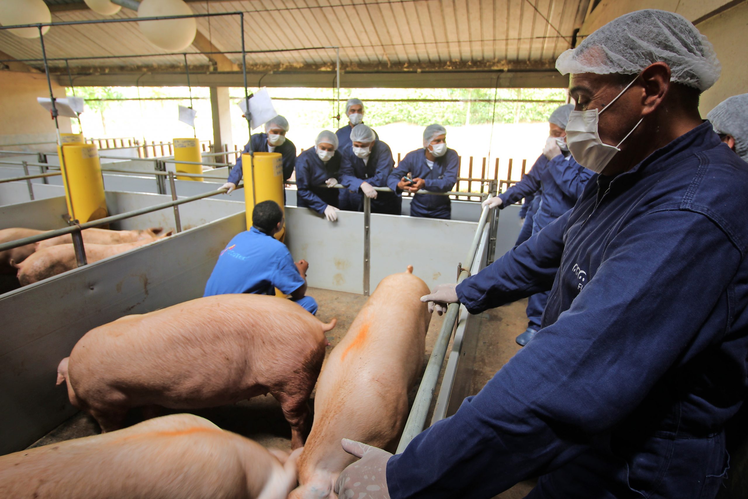 Significant Growth of Livestock Productions in Latin America